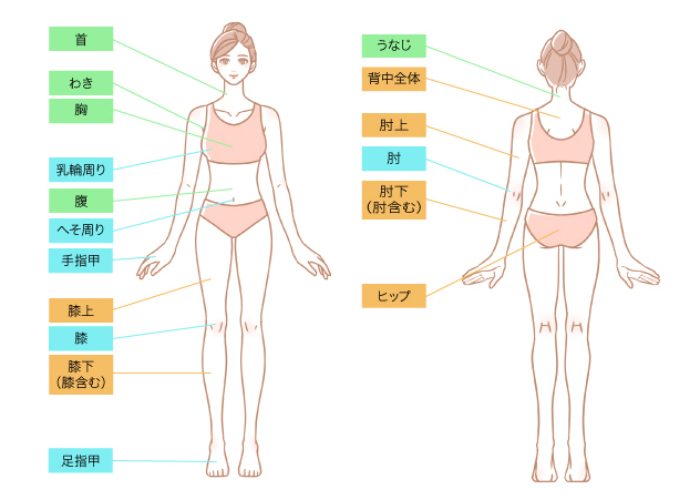 脱毛施術箇所の説明イラスト 体全体